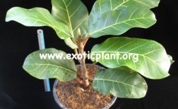 Ficus-sp.T07-Brazil-75-
