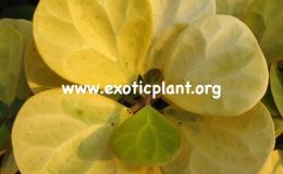 Ficus-sp.T08-Golden-variegated-20-40