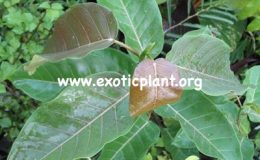 Ficus-sp.T10-Prachuab-province-southern-Thailand-30-