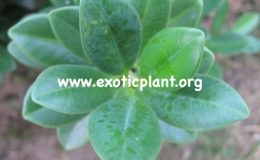 Ficus-sp.T12-thick-leaf-16