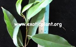 Ficus-sp.T20-Southern-Thailand-30-