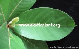 Ficus-sp.T23-Southern-Thailand-40-1