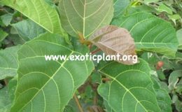 Ficus-sp.T24-Southern-Thailand-40