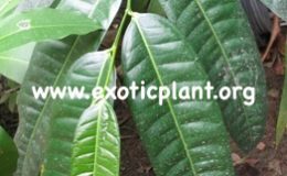 Ficus-sp.T26-30-