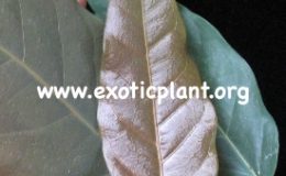 Ficus-sp.T29-Brown-leaf-Saraburi-province-Thailand-30