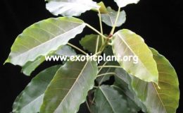 Ficus-sp.T30-Nakorn-Pathom-Thailand-23