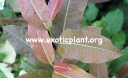 Ficus-sp.T33-Nakorn-Pathom-Thailand-red-leaf-when-young-leaf-and-will-change-to-green-when-mature-leaf-20