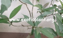 Ficus-sp.T35-silver-leaf-Southern-Thailand-45-