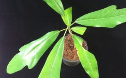 Ficus-sp.T38-Trilobe-leaf-50