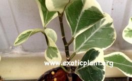 Ficus-triangularis-White-20-40