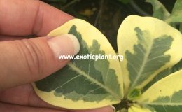 Ficus-triangularis-Yellow-20-40-