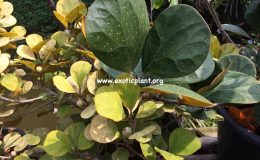 Ficus-triangularis-‘Big-Spotted-15-30-