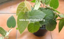 Ficus-villosa-14