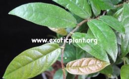 Ficus-villosus-narrow-leaf-14-