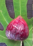 Fícus-cárica-cv-Black-Genoa-44-почти-черные-плоды-с-красной-мякотью-среднего-размера-вкус-сладкий-самоопыляющийся-сорт