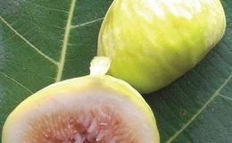 Fícus-cárica-cv-White-Genoa-35-некрупные-плоды-светло-желтые-почти-белые-янтарная-мякоть
