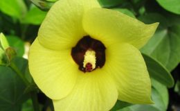 Hibiscus-sp.T01-yellow-flower-20