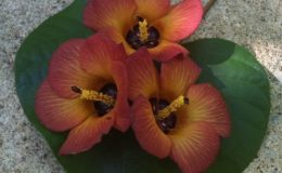 Hibiscus-sp.T02-orange-flower-southern-Thailand-TF-23