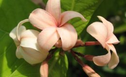 Holarrhena-pubescens-pink-flower-35