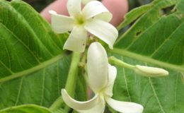 Holarrhena-pubescens-white-flower-26
