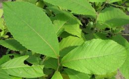 Homalium-tomentosa-Flacourtiaceae-Thailand-26