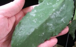 Hoya-caudata-big-leaf729-1200