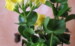 Ixora-Hindu-Rope-yellow-flower-26-e1451415317778