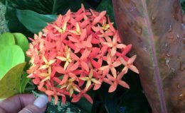 Ixora-sp.T-21-Bicolor-Mutation-Ixora-Bicolor-flower-orange-and-red-variegated-50