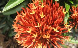 Ixora-sp.T07-red-flower-and-narrow-leaf-20