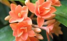 Ixora-sp.T14-orange-flower-and-triple-petal-20