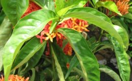 Ixora-sp.T21-Bicolor-flower-orange-and-red-24-