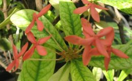 Ixora-sp.T22-variegated-orange-flower-30-