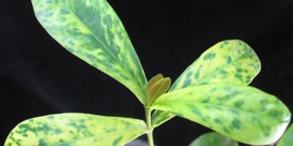Ixora-sp.T22-variegated-orange-flower-30-1