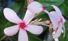 Ixora-sp.T23-soft-pink-flower-Kopsia-fruticosa-30