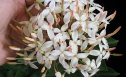 Ixora-sp.T25-white-flower-and-big-inflorescence-24-