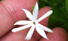 Jasminum-funale-subsp.-Funale-southern-Thailand-30-