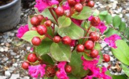 Lagerstroemia-indica-Raspberry-flower-23-e1451328156307