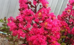 Lagerstroemia-indica-Scarlet-flower-and-black-leaf-30-e1451328055598