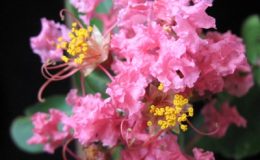 Lagerstroemia-indica-soft-pink-flowerEP-26