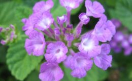 Lantana-sellowiana-purple-flower-23