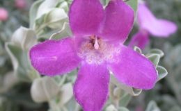 Leucophyllum-frutescens-Texas-Sage-20-