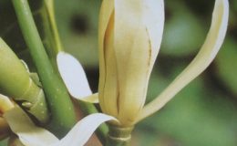 Magnolia-citrina-grafted-35