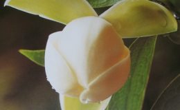 Magnolia-coco-20