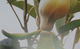 Magnolia-delavayi-55