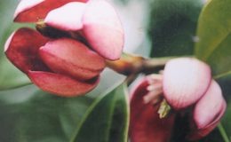 Magnolia-figored-flower-32