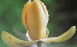 Magnolia-liliifera-Talauma-candollei-20