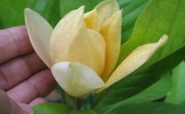 Magnolia-liliifera-x-champaca-new-hybrid-TF-50-новый-гибрид-
