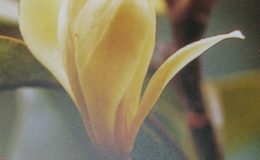 Magnolia-mediocris-grafted-44