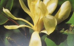 Magnolia-rajaniana-grafted-35
