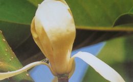 Magnolia-sirindhorniae-cutting-new-species-30